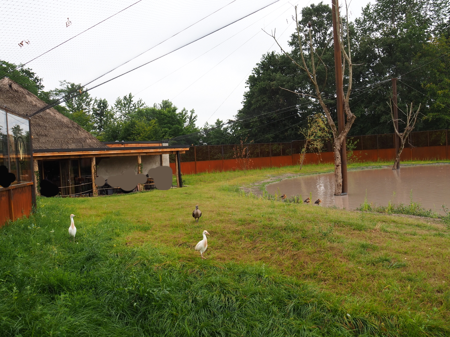 New greater flamingo aviary, 2019-07-21