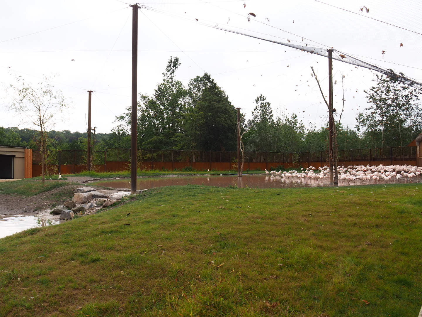 New greater flamingo aviary, 2019-07-21