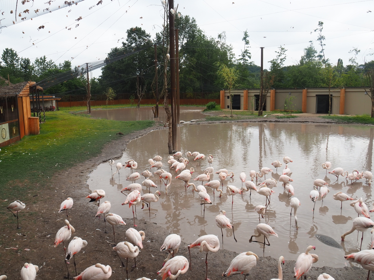New greater flamingo aviary, 2019-07-21