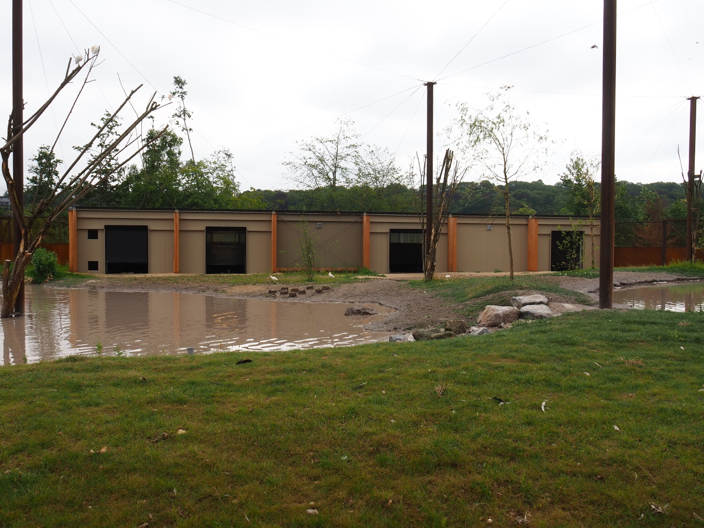 New greater flamingo aviary and house, 2019-07-21