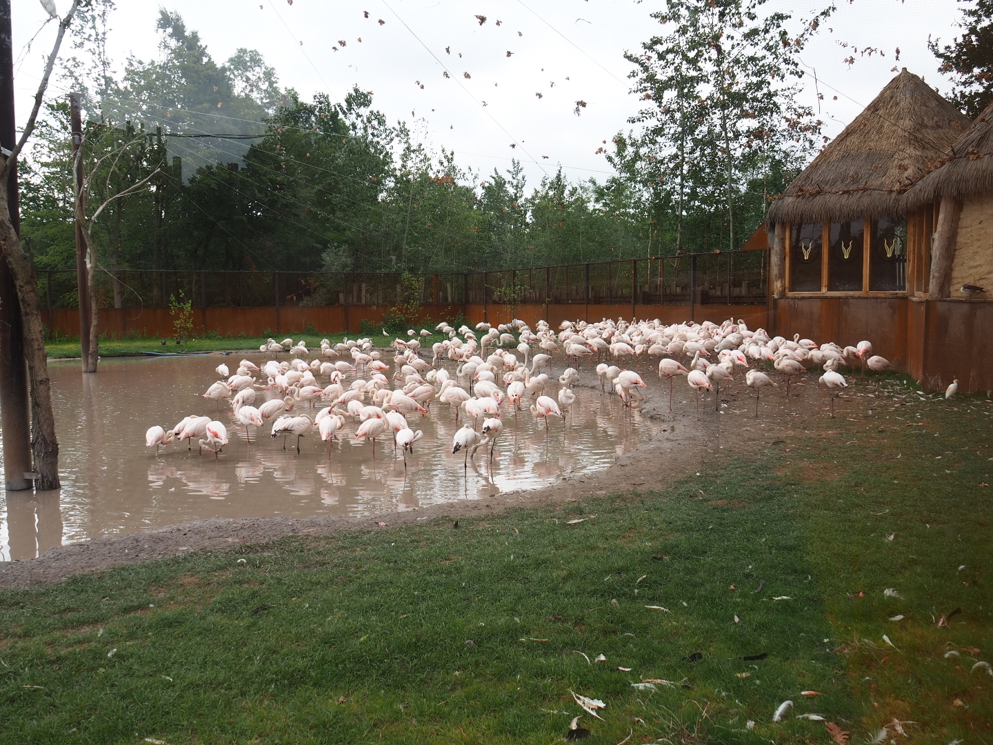 New greater flamingo aviary and viewing hut, 2019-07-21