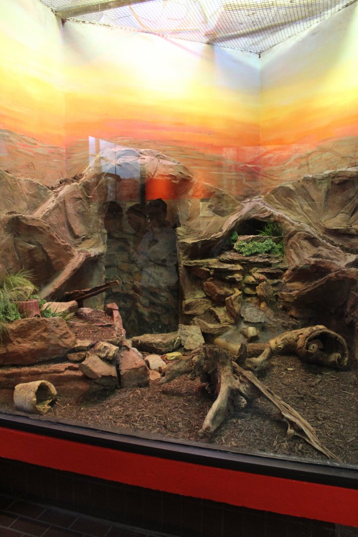 New greater hedgehog tenrec exhibit