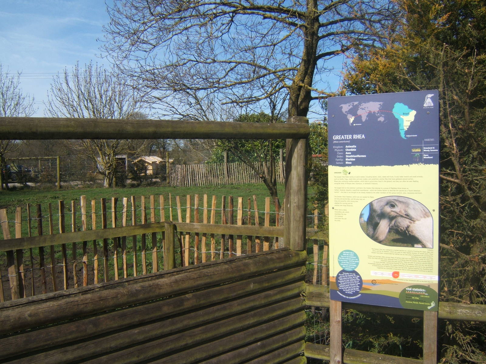 New Greater Rhea enclosure