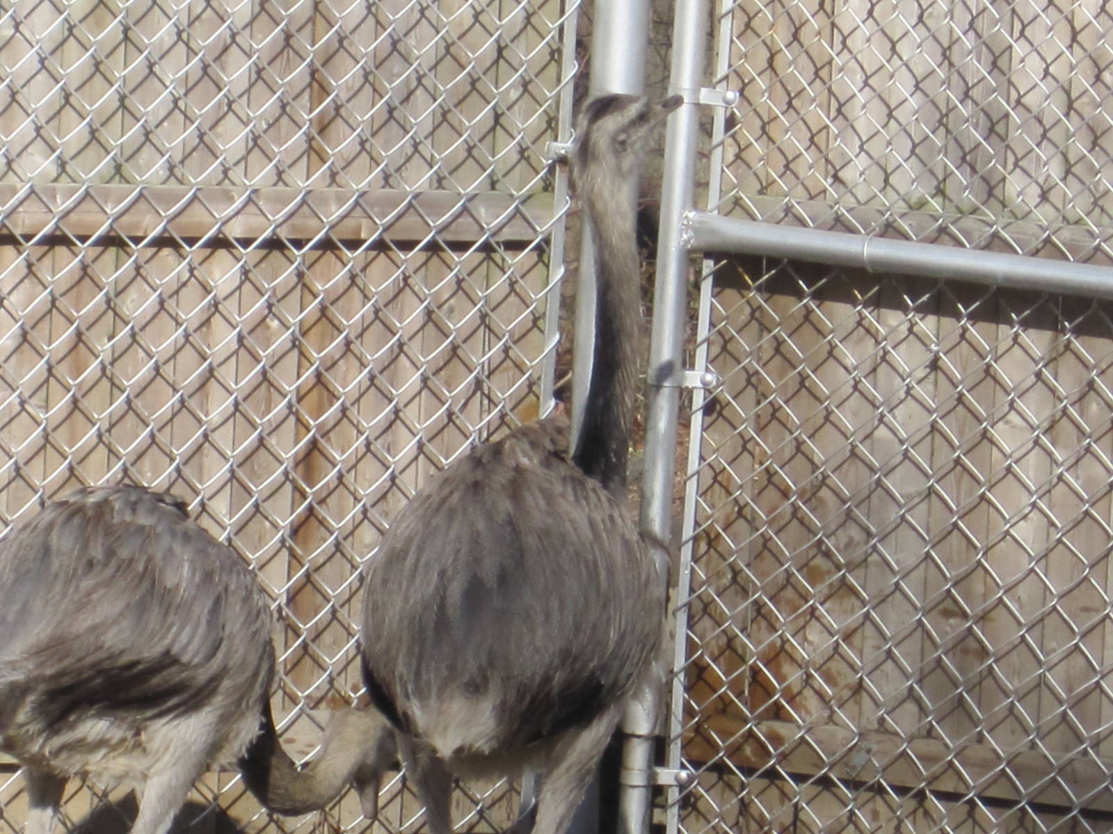New Greater Rheas