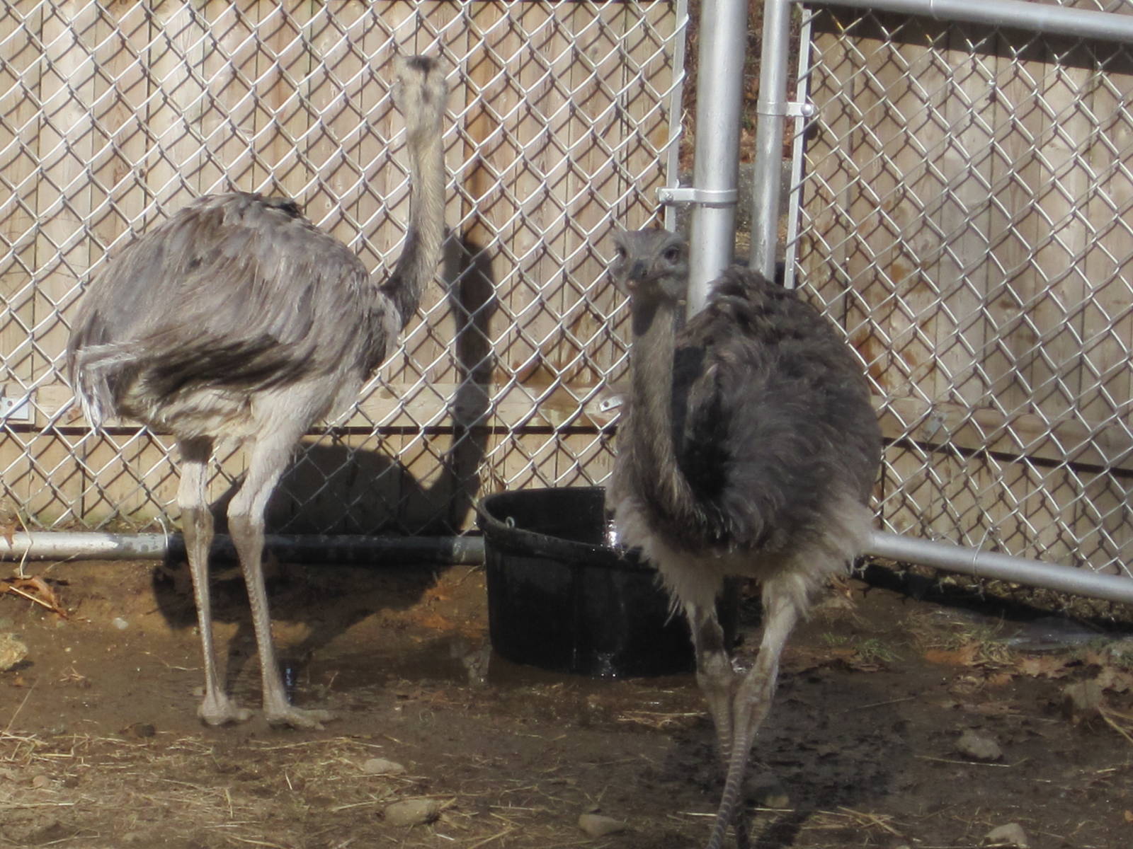 New Greater Rheas