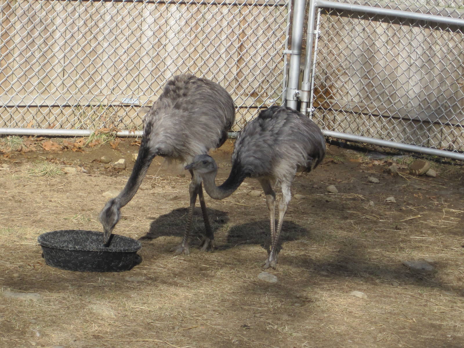 New Greater Rheas