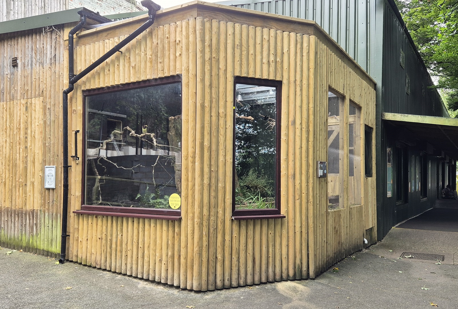 New green aracari aviary