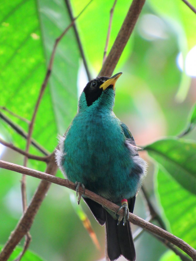 (new) Green honeycreeper