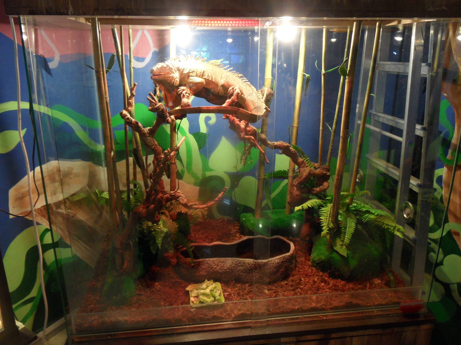 New green iguana