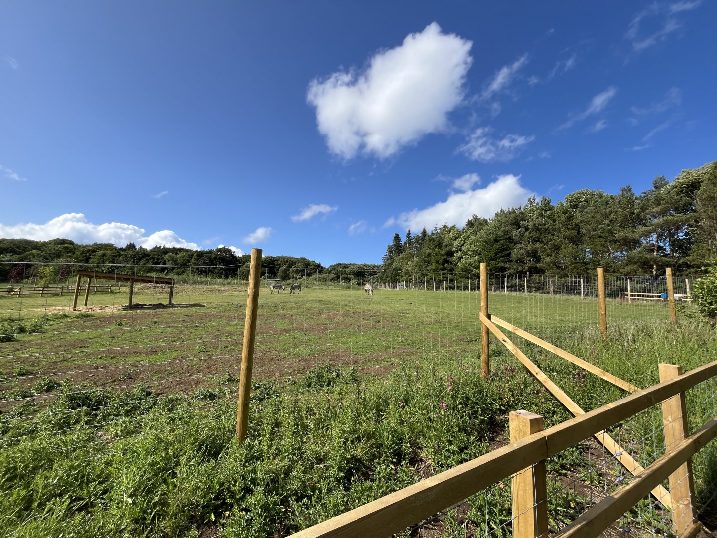 New Grevy’s zebra enclosure 22.6.25