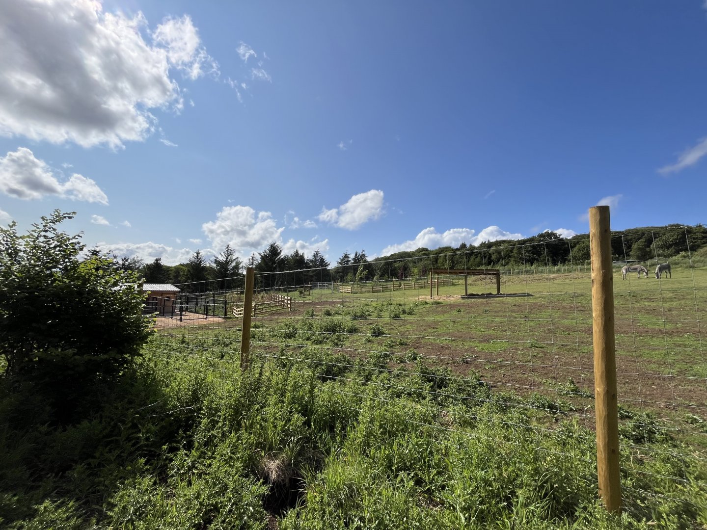 New Grevy’s Zebra enclosure 22.6.25