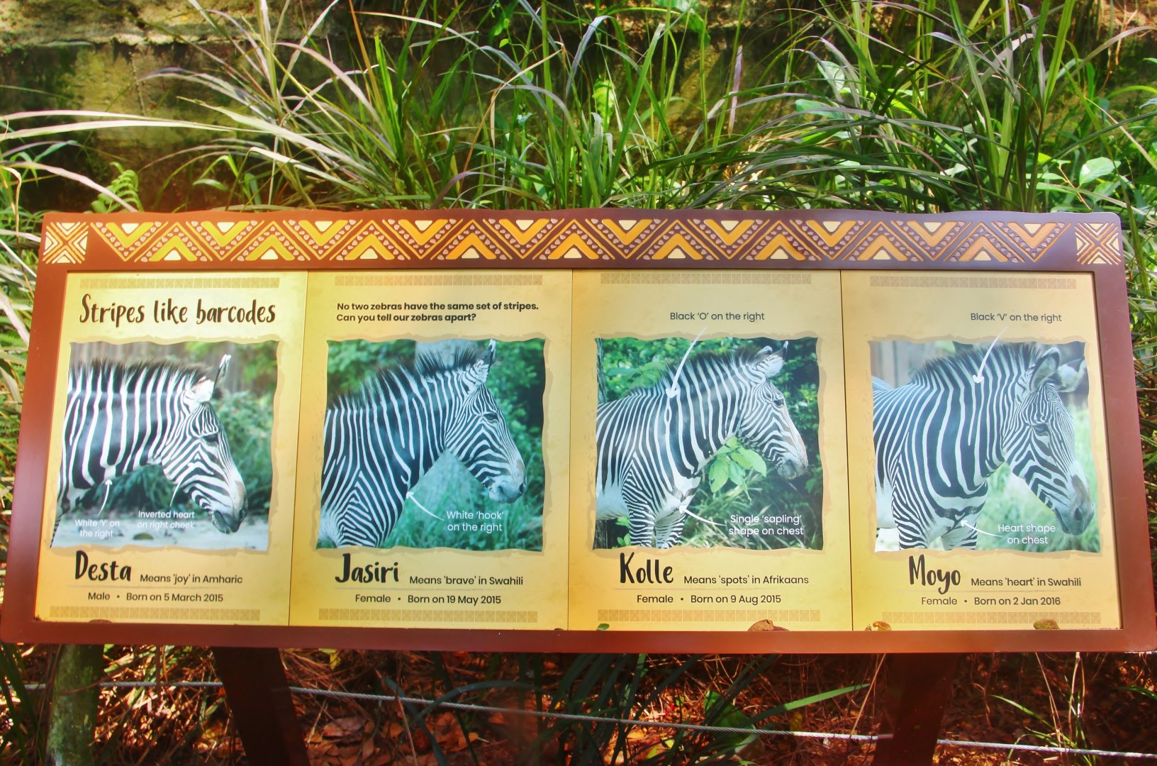 New Grevy's Zebra identification sign