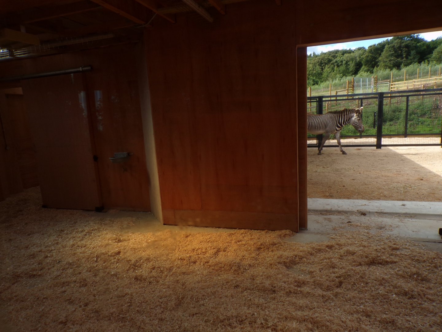 New Grevy’s zebra indoors 18.7.25