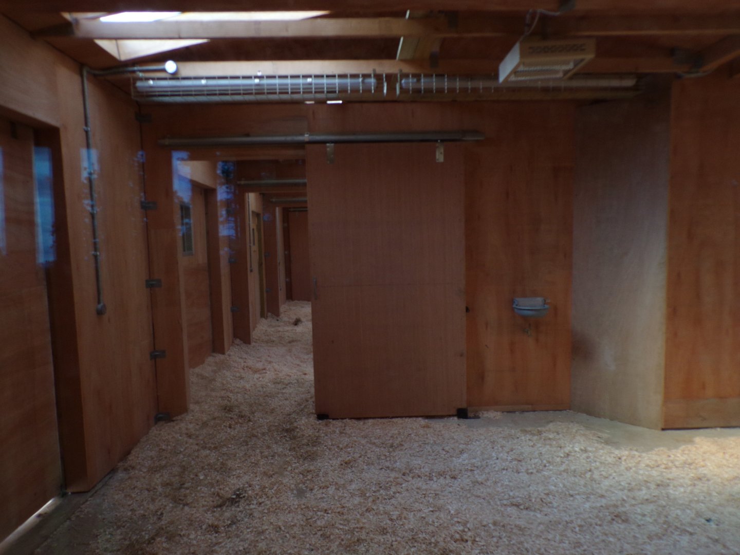 New Grevy’s Zebra indoors 18.7.25