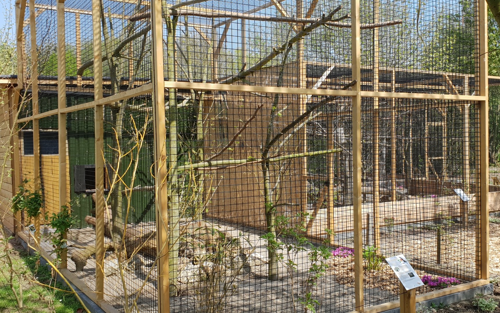 New Grey-cheeked hornbill-aviary