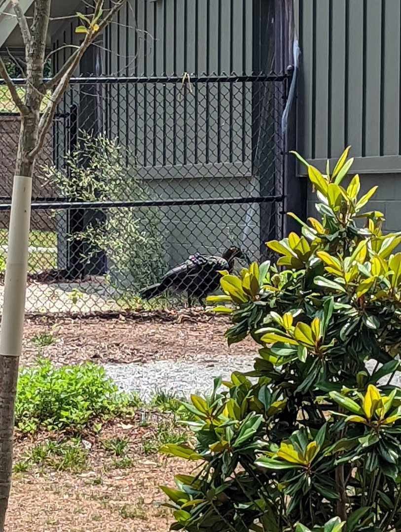 New!! Ground Hornbill at the Greensboro Science Center