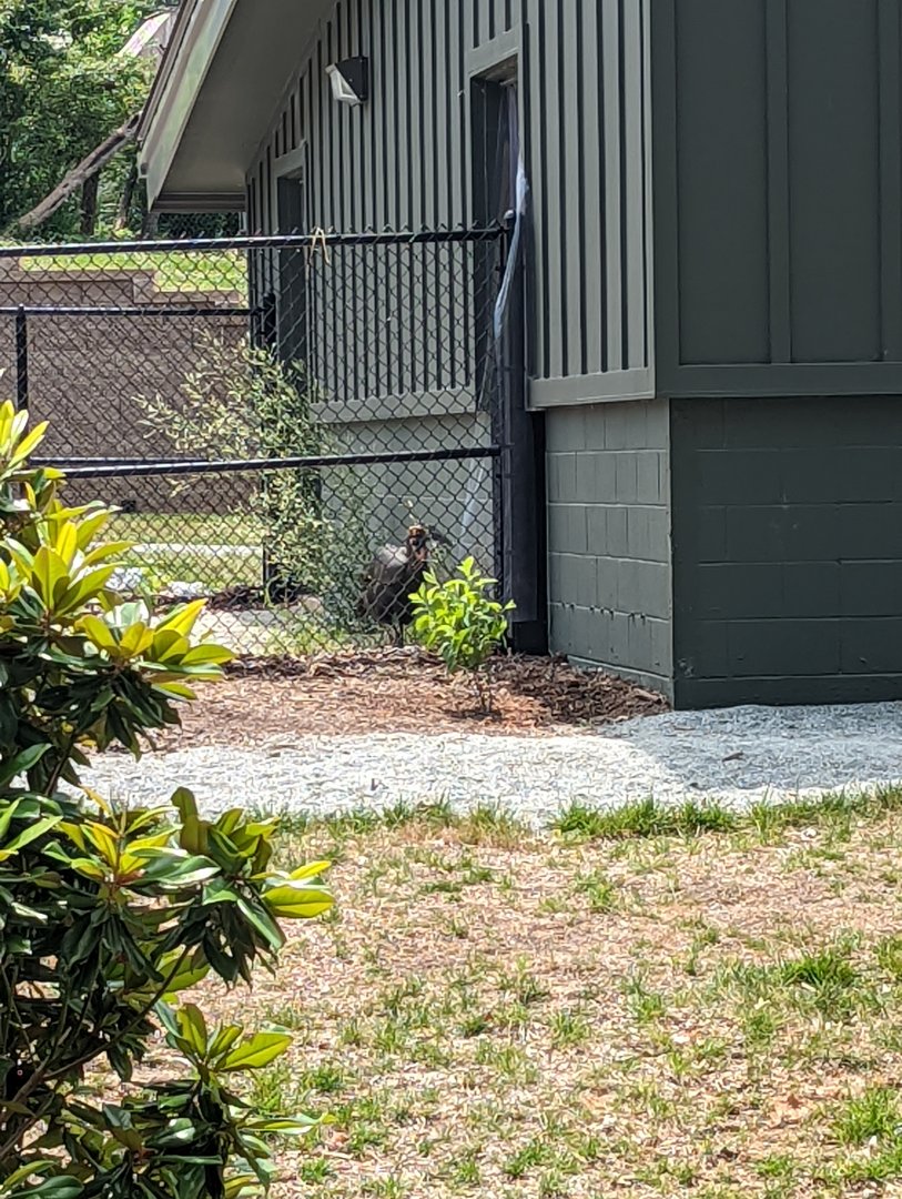 New!! Ground Hornbill at the Greensboro Science Center