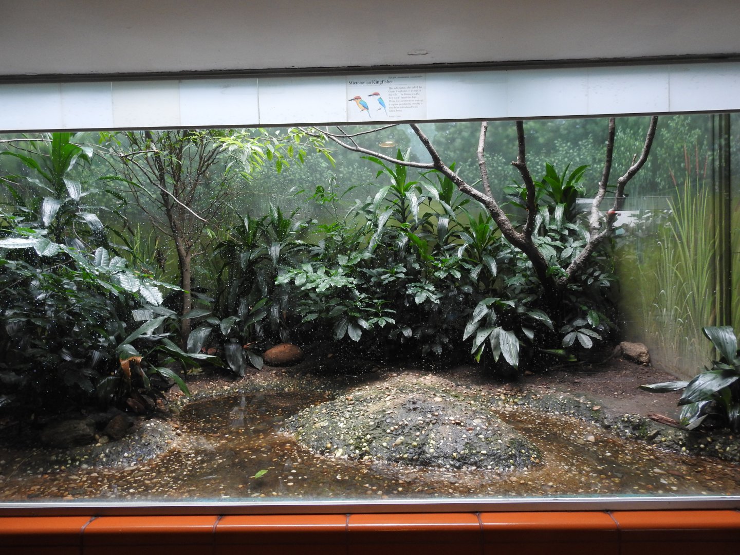 New Guam Kingfisher Enclosure