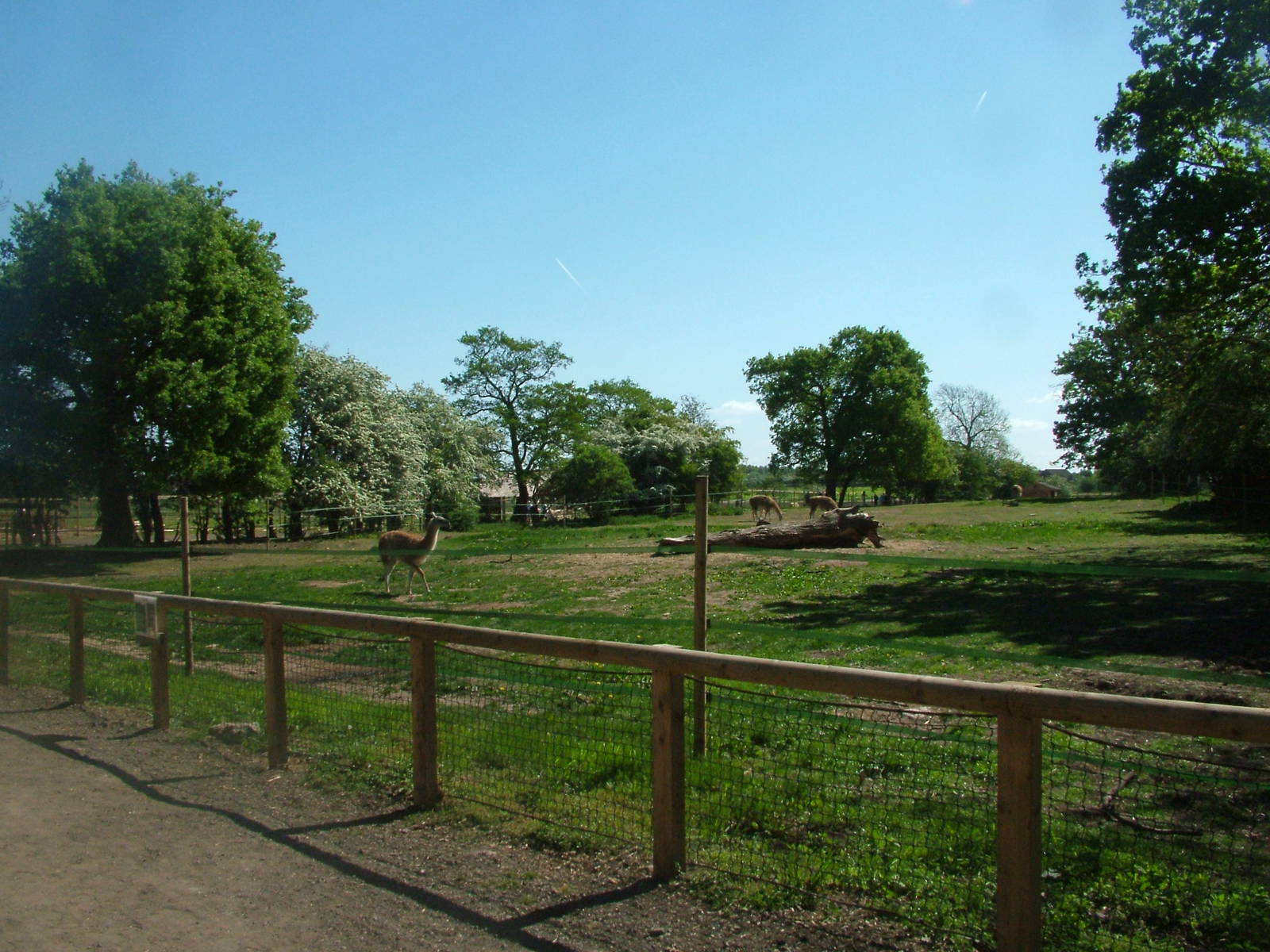 New Guanaco Paddock at Yorkshire WP 02/05/11