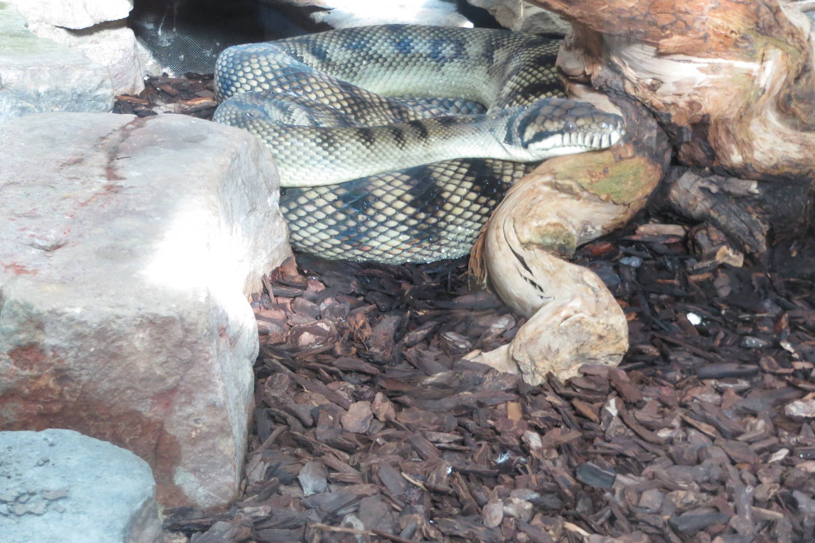 new guinea amethystine python 201013