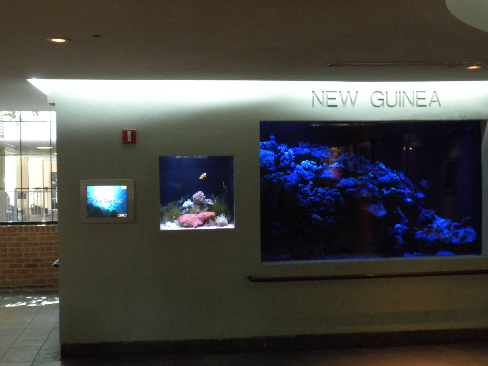 New Guinea aquarium