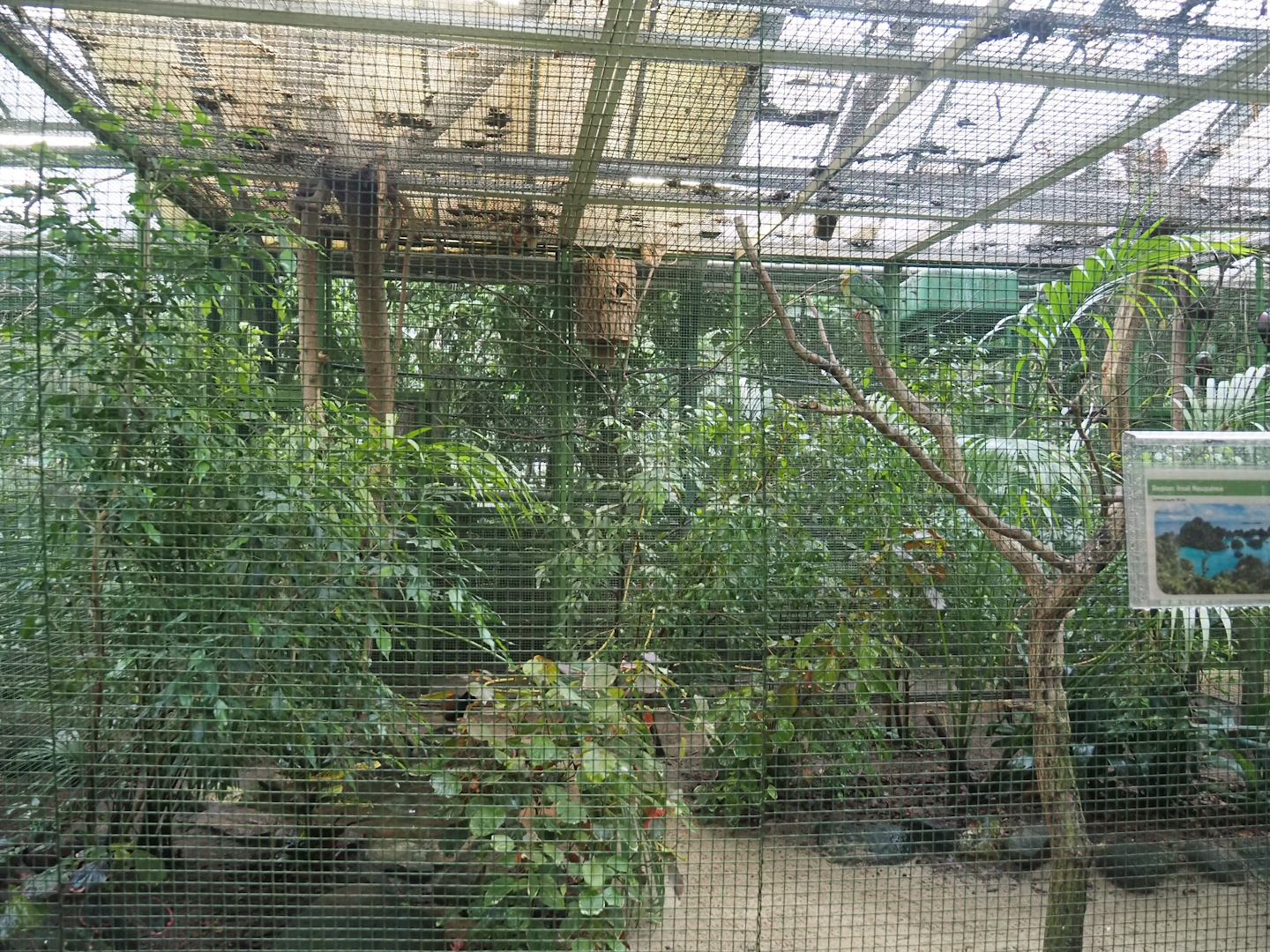 New Guinea aviary, 2024-05-22