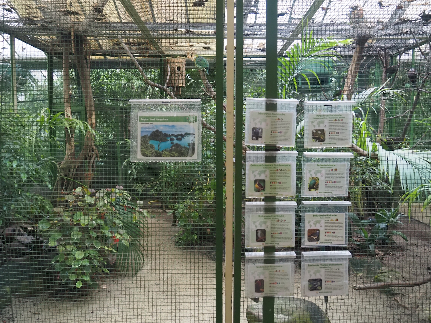 New Guinea aviary, 2024-05-22
