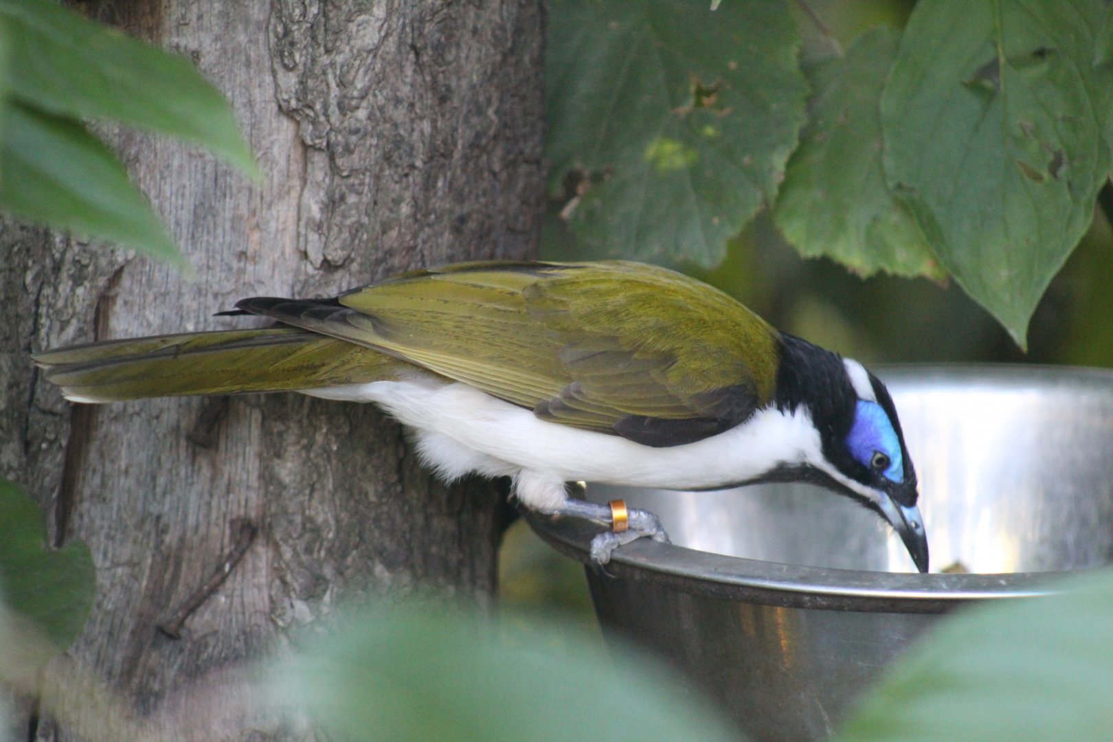 New Guinea Blue-Faced Honeyeater