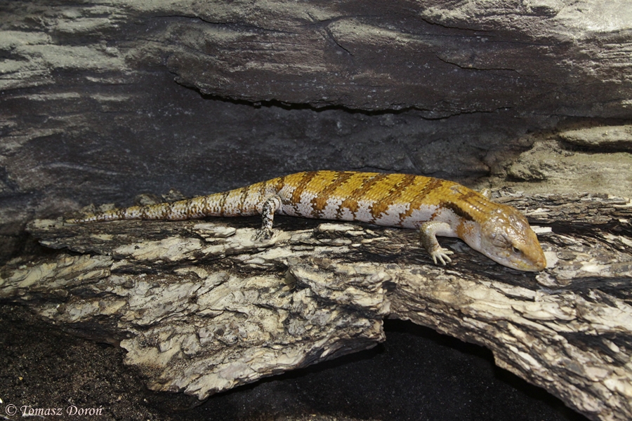 New Guinea blue-tongued Skink (Tiliqua gigas)