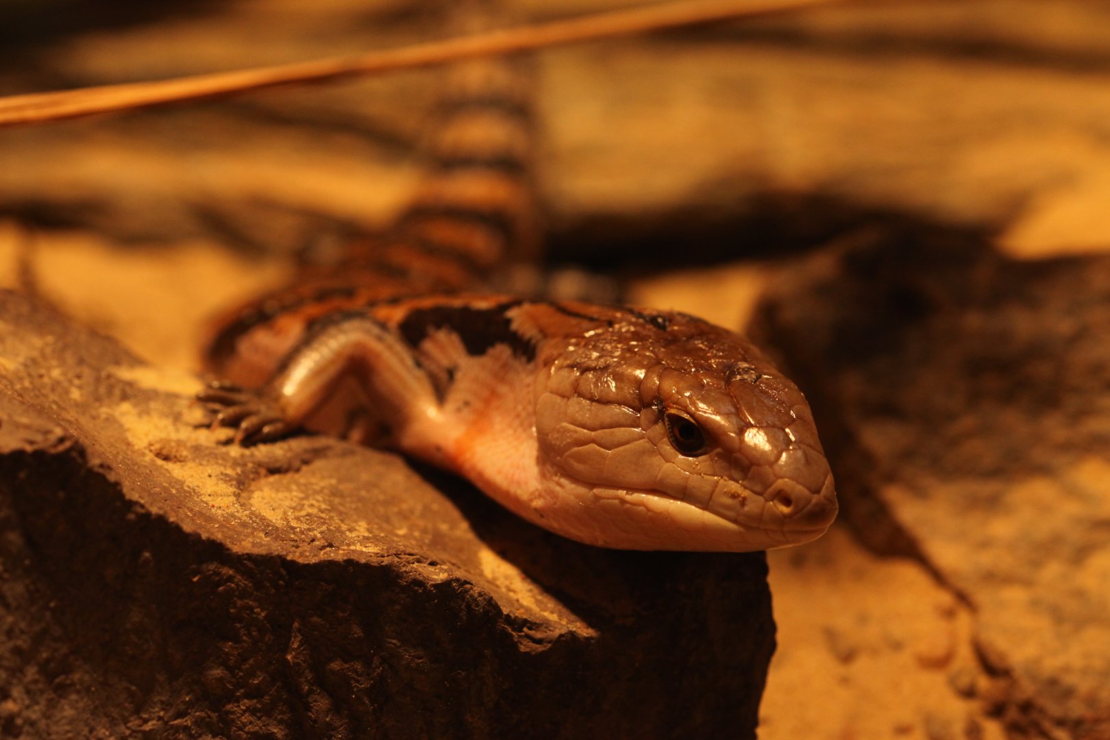 New Guinea blue-tongued skink (Tiliqua gigas)