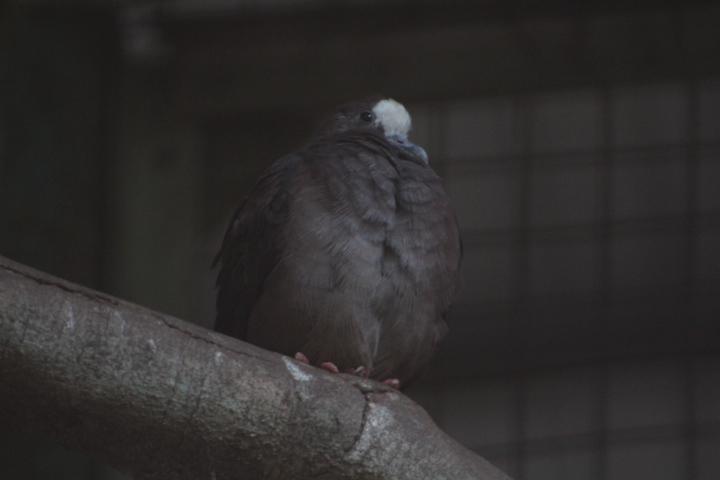 New Guinea bronzewing (Henicophaps albifrons albifrons)
