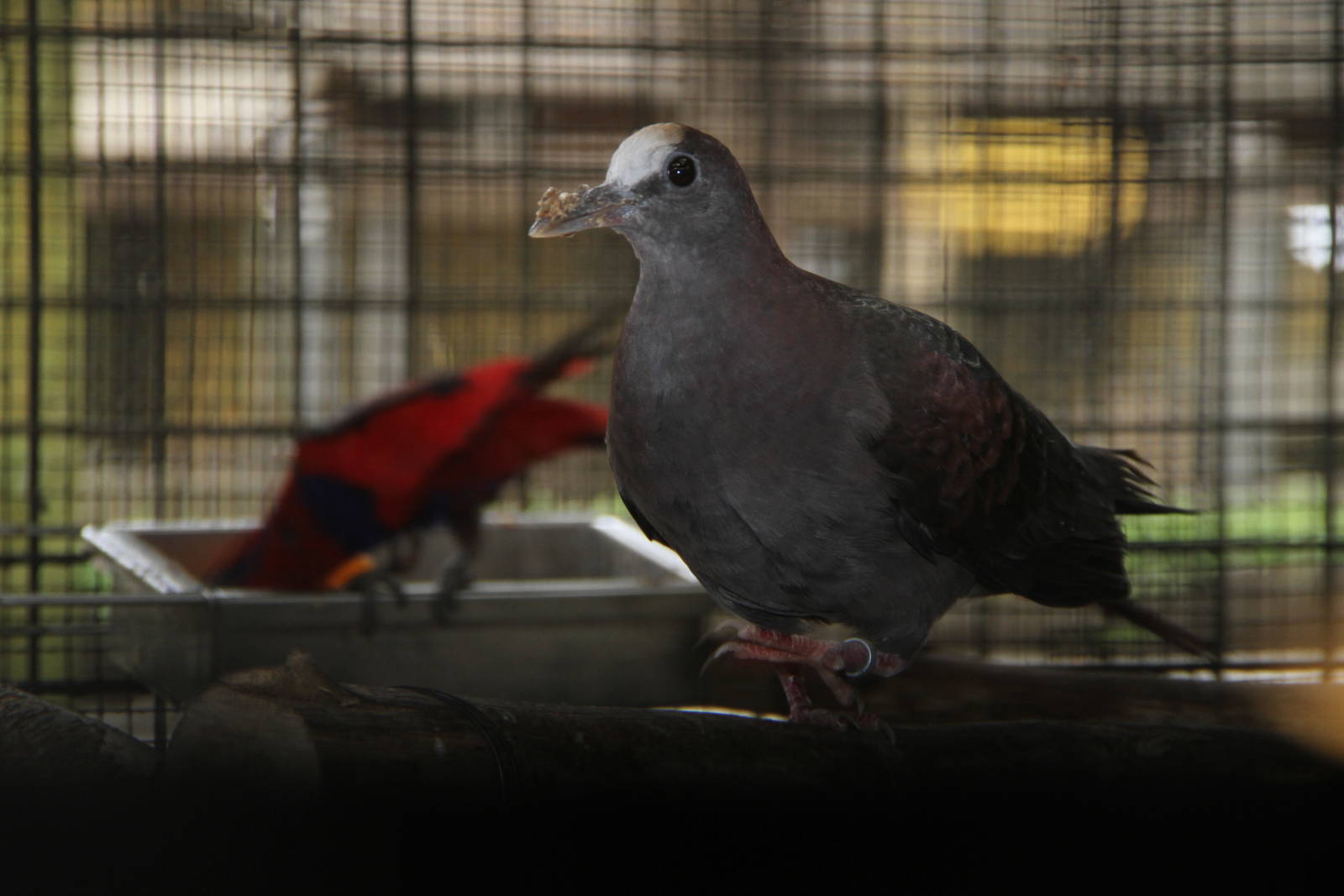 New Guinea Bronzewing (Henicophaps albifrons)