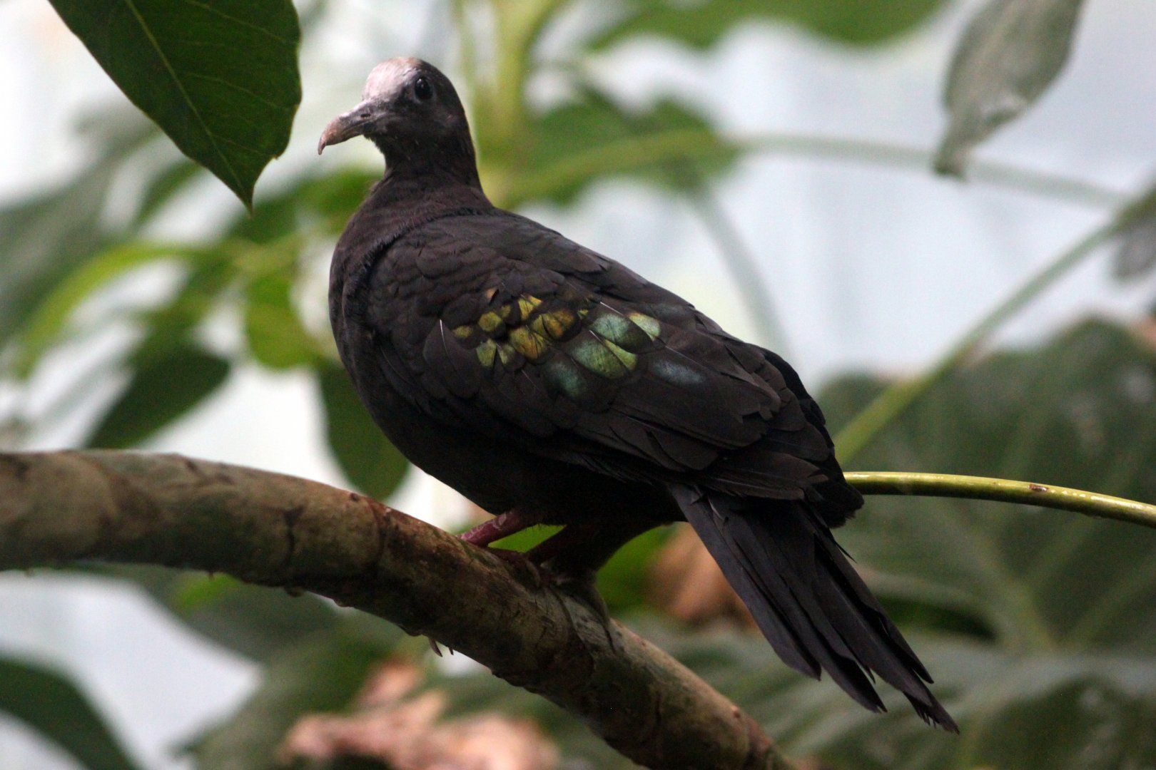 New Guinea bronzewing (Henicophaps albifrons)