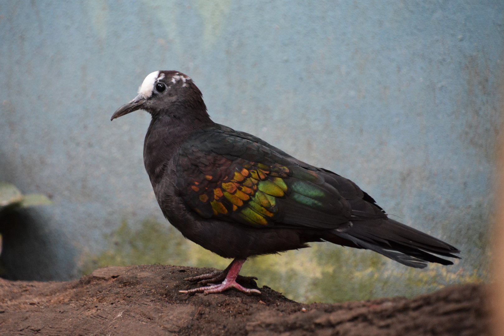 New Guinea bronzewing (Henicophaps albifrons)