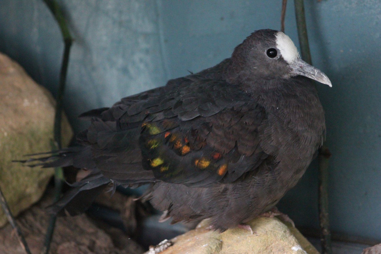 New Guinea bronzewing (Henicophaps albifrons)
