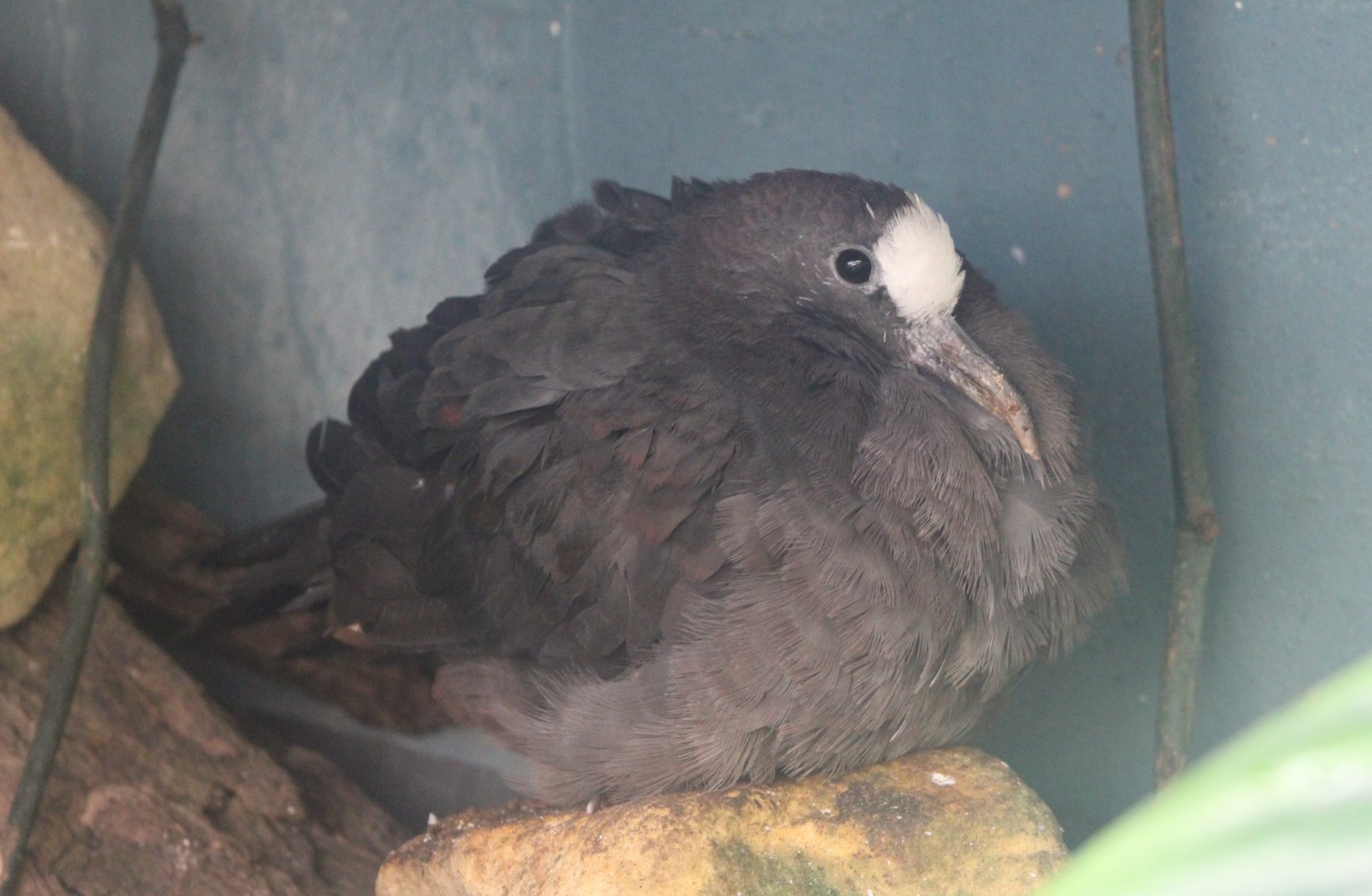 New Guinea bronzewing - Henicophaps albifrons