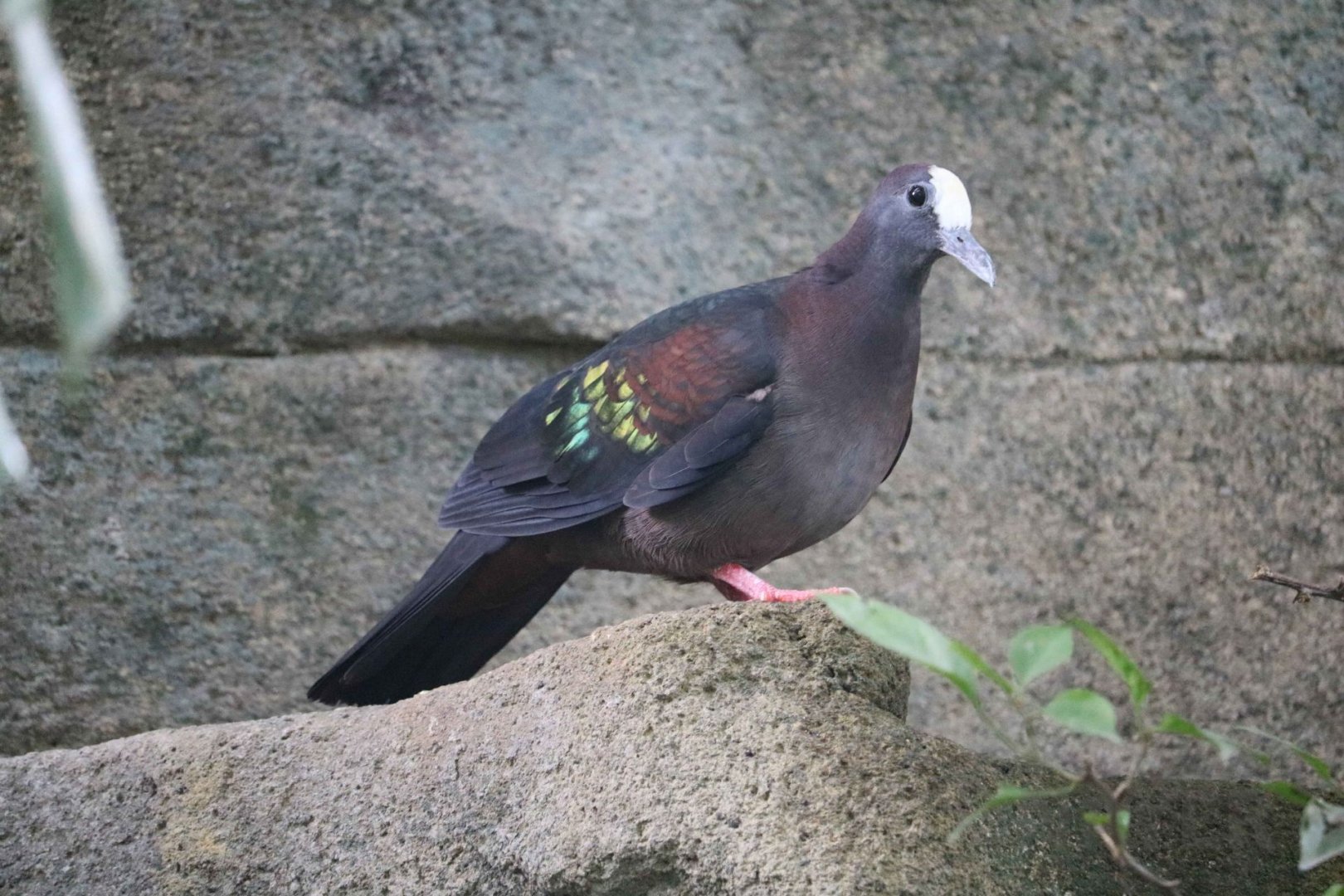 New Guinea bronzewing, June 2016