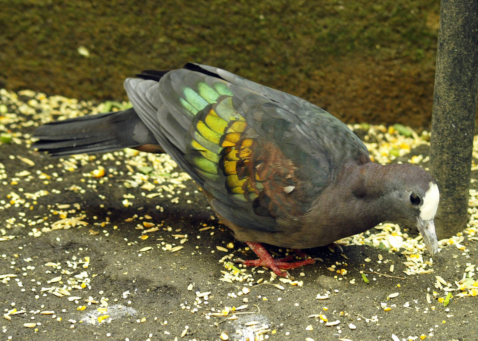 New Guinea bronzewing