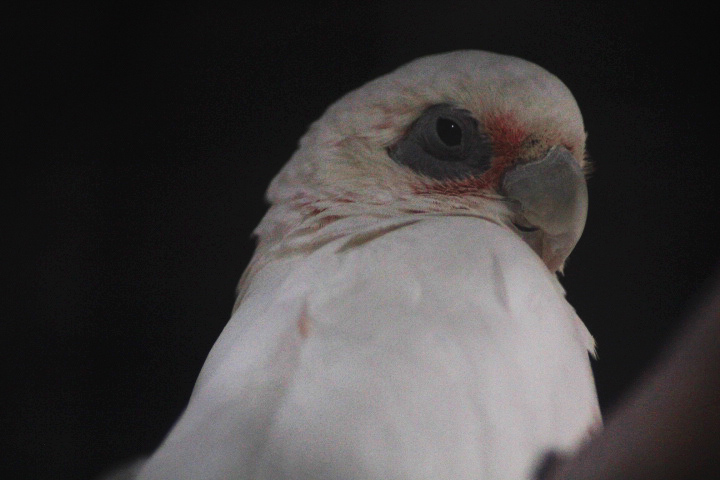 New Guinea corella (Cacatua sanguinea transferata)