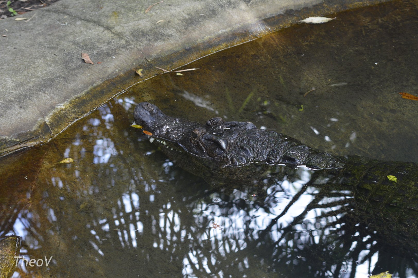 New Guinea crocodile [2017]