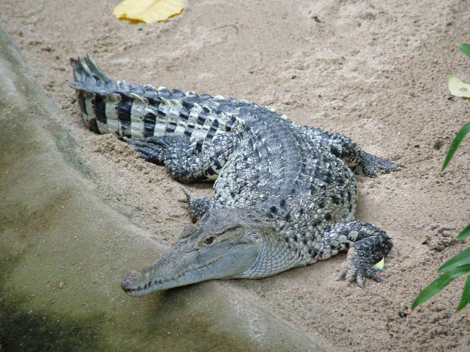 New Guinea Crocodile at Berlin Zoo Aquarium, 31/08/11