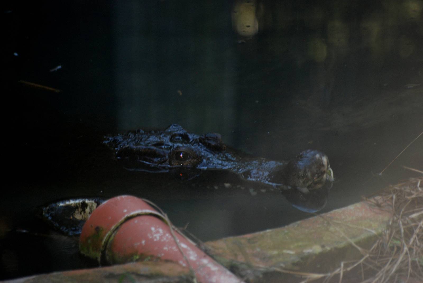 New Guinea Crocodile at St. Augustine, 11/10/13