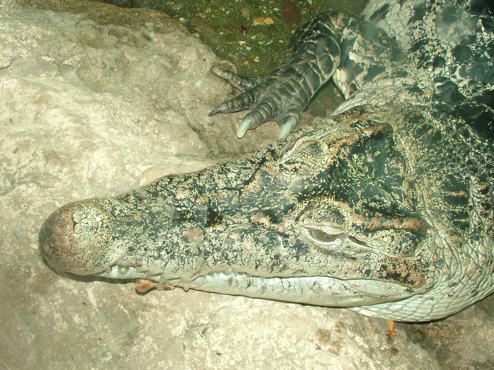 New Guinea Crocodile at Wuppertal 13/05/09