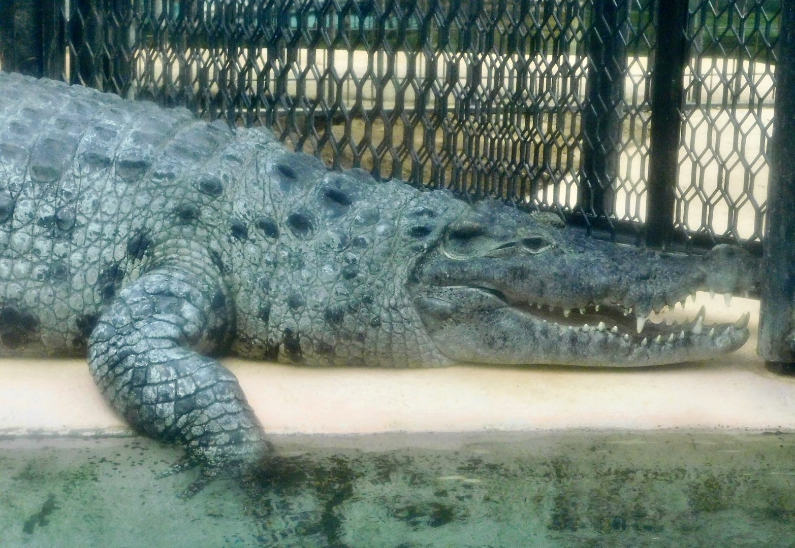 New Guinea Crocodile (Crocodylus novaeguineae) December 6, 2025