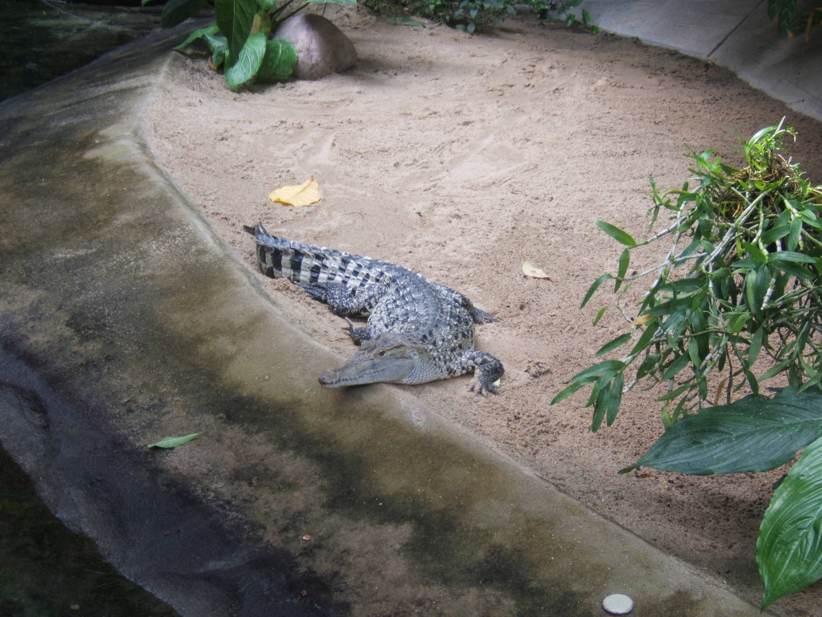 New Guinea Crocodile (Crocodylus novaeguineae)