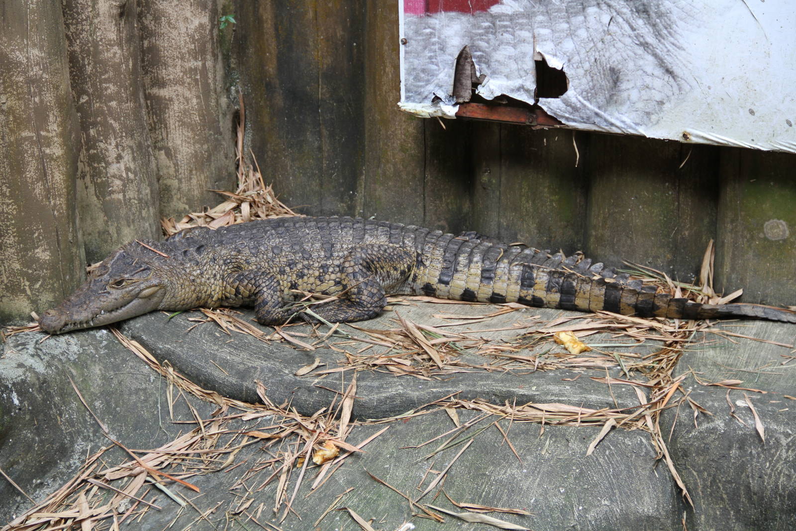 New Guinea Crocodile (Crocodylus novaeguineae)