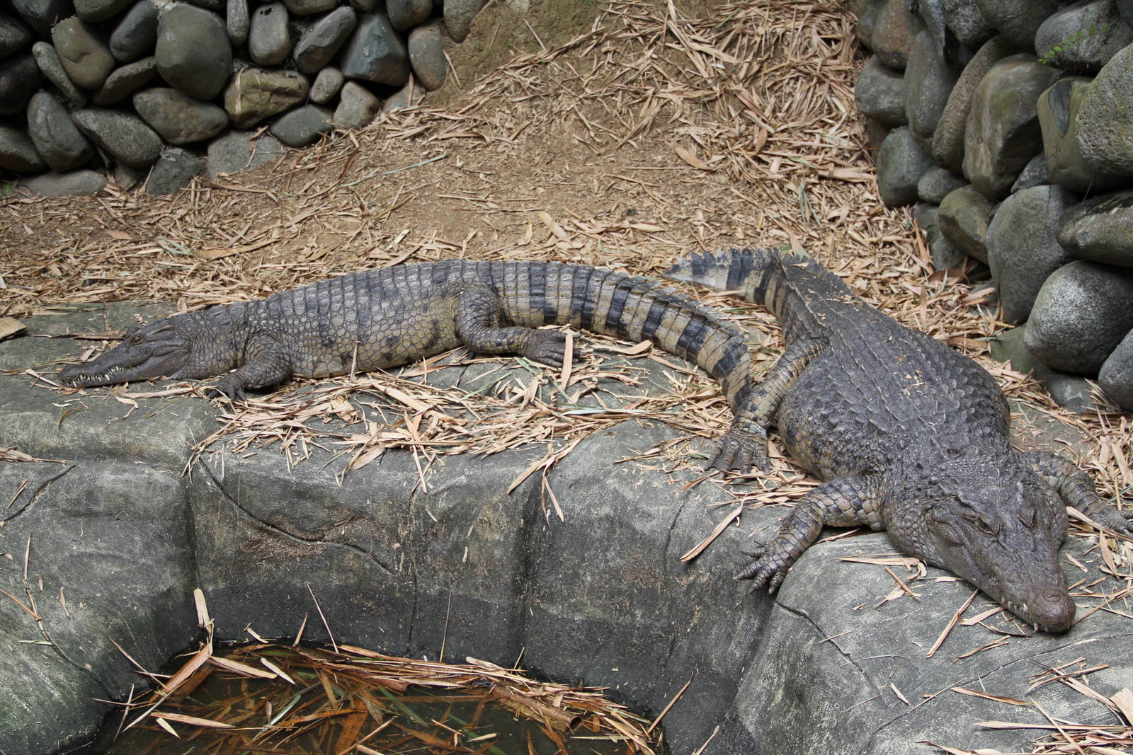 New Guinea Crocodile (Crocodylus novaeguineae)
