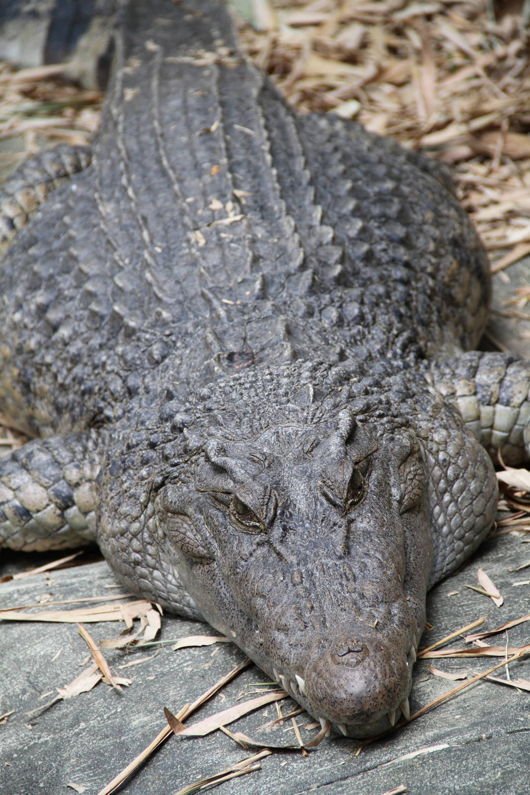 New Guinea Crocodile (Crocodylus novaeguineae)