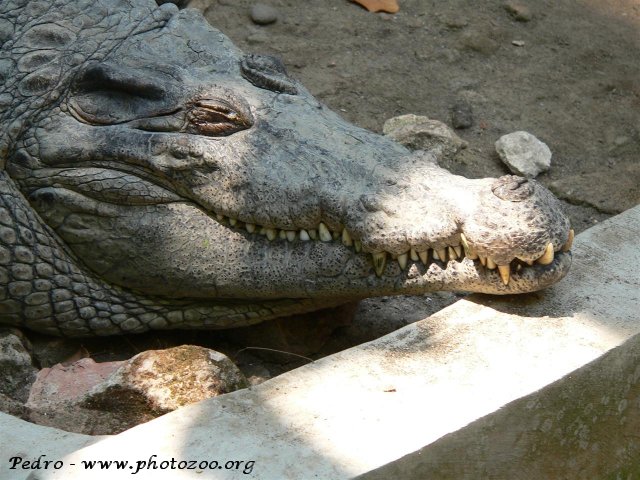 New-Guinea crocodile (Crocodylus novaeguineae)