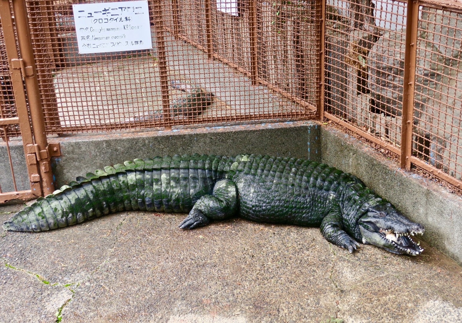 New Guinea Crocodile (Crocodylus novaeguineae)